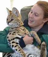 Image result for African Serval House Cat