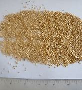 Image result for Ethiopian Castor Seeds