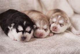 Image result for Siberian Husky Newborn Puppy