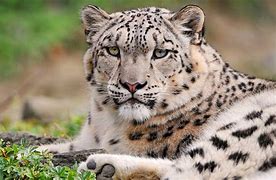 Image result for Snow Leopard Face