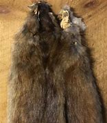 Image result for Muskrat Pelt