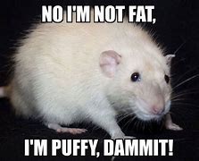 Image result for Cornered Rat Meme