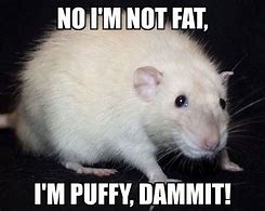 Image result for Rat in Hand Meme