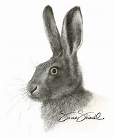 Image result for Hare Portrait Face