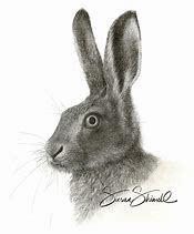 Image result for Hare Portrait