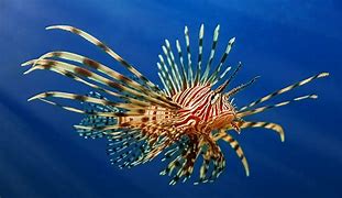 Image result for Common Boarfish