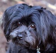 Image result for Maltese and Shih Tzu Mix