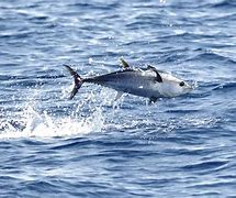 Image result for Bluefin Tuna Fin