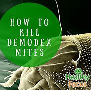 Image result for Kill Plant Mites