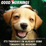 Image result for Good Morning Happy Thursday Dog