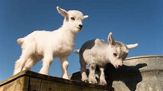 Image result for pygmy goat cartoon