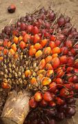 Image result for Palm Tree Africa