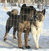 Image result for Black Akita Puppies