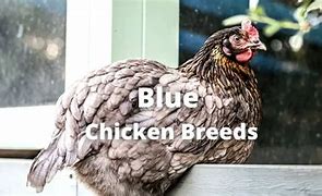 Image result for Blue Chicken Breeds With