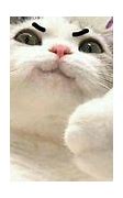 Image result for Kucing Kepala Botak Meme