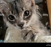 Image result for Grey Californa Swirl Kittens