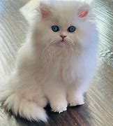 Image result for White Persian Kitten