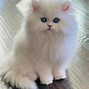 Image result for White Persian Kitten