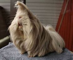 Image result for Long Hair Guinea Pig