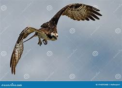 Image result for Osprey Sea Hawk