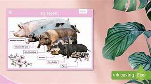 Image result for Swine Breeds Poster