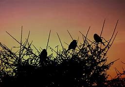 Image result for Flock of Sparrows