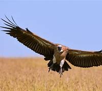 Image result for Vulture Flying