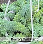 Image result for Money Plant Succulent