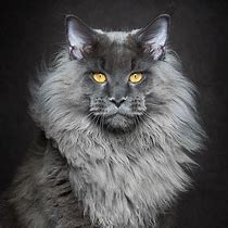 Image result for Maine Coon Cat Fursona