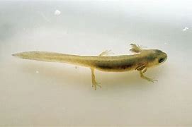 Image result for Newt with Gills