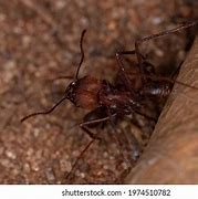 Image result for Genus Atta Ant