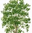 Image result for Tree Pictures Clip Art