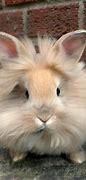 Image result for Baby Girl Fluffy Bunnies