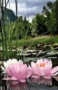 Image result for Lotus Cartoon GIF