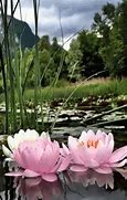 Image result for Lotus Theme GIF