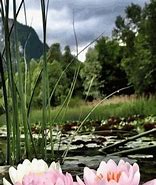 Image result for Pretty Lotus GIF