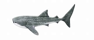 Image result for Whale Shark Art