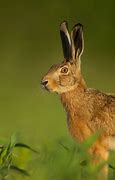 Image result for Brown Hare Face Images