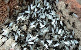 Image result for Flying Ants Swarm