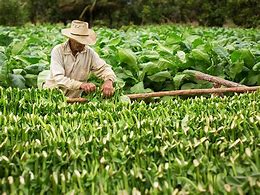 Image result for Harvesting Tobacco Plant