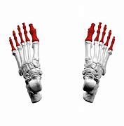 Image result for Phalanges of the Foot Anatomy