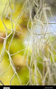 Image result for Aerial Roots