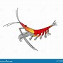 Image result for Krill Illustration