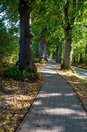 Image result for Paved Path Tree