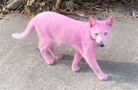 Image result for Cat Dyed Pink