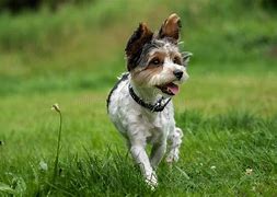 Image result for Short Hair Terrier