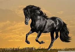 Image result for Horsel Wallpaper