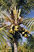 Image result for Palm Tree Plant