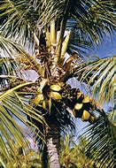 Image result for Palm Tree Africa