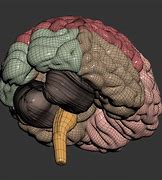 Image result for Human Skull Anatomy 3D